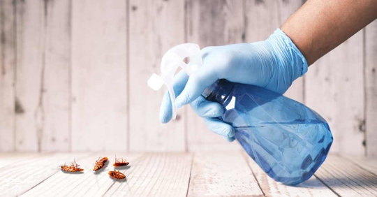person spraying liquid to cockroaches