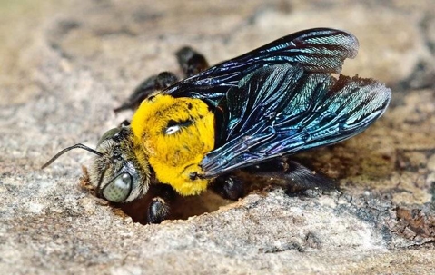 a carpenter bee burrowing into wood