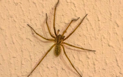 spider on wall