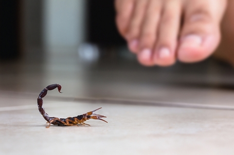 Scorpion indoors near a person.