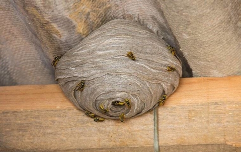 wasp nest