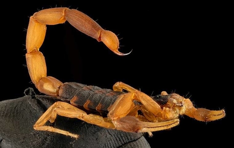 bark scorpion in dark