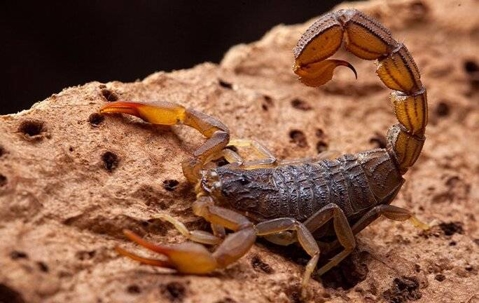 Scorpion in Phoenix AZ yard
