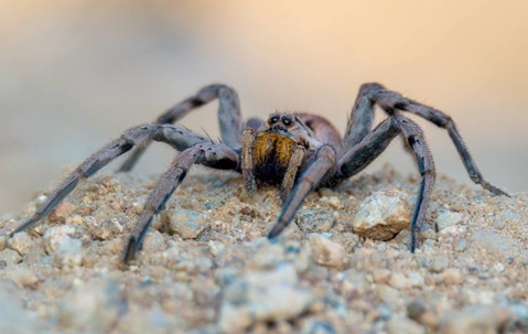 wolf spider on rock