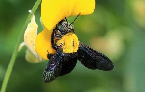 close up of a bee