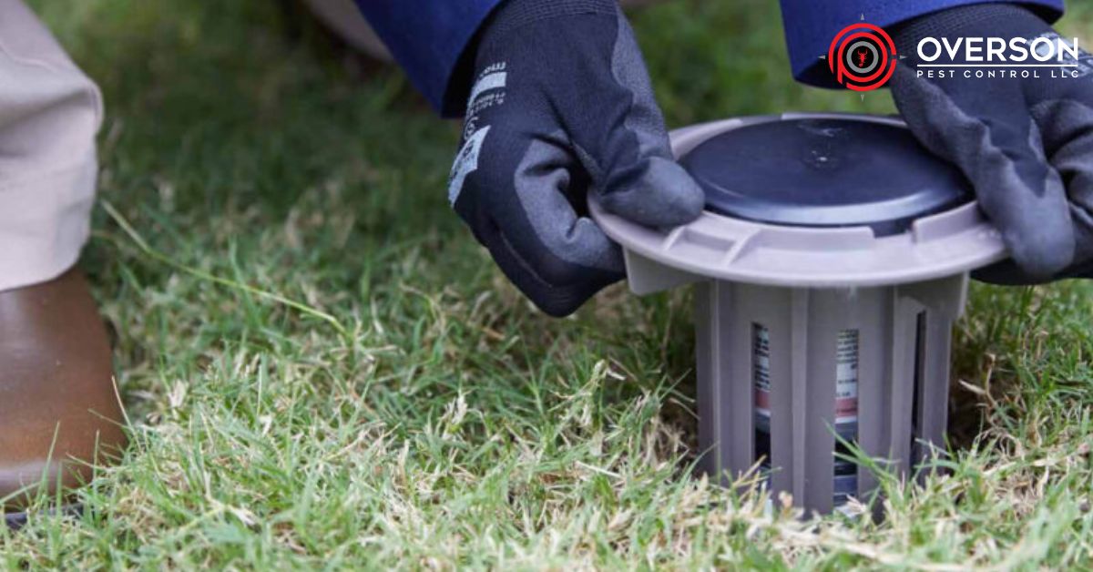 Is Your Termite Bait Station Working? 5 Signs to Look For