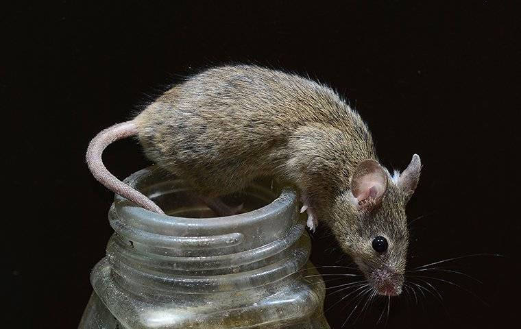 Getting Rid Of A Mouse Infestation In Your Phoenix Home